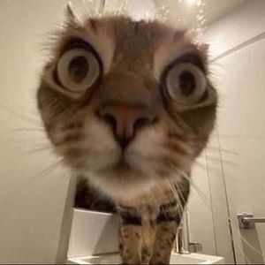 Meet your Posher, Abel